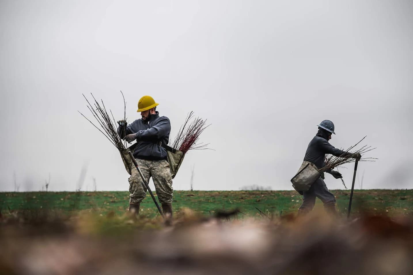 Two tree planters carrying young trees across a reforestation site